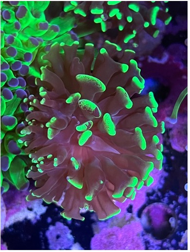 Euphyllia parancora
