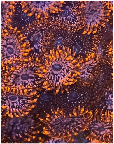 Zoanthus Utter Chaos