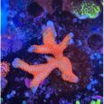 montipora_bubblegum