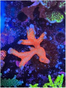 SPS
