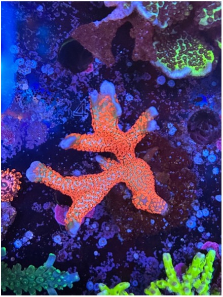 Montipora Bubblegum