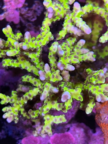 Anacropora forbesi