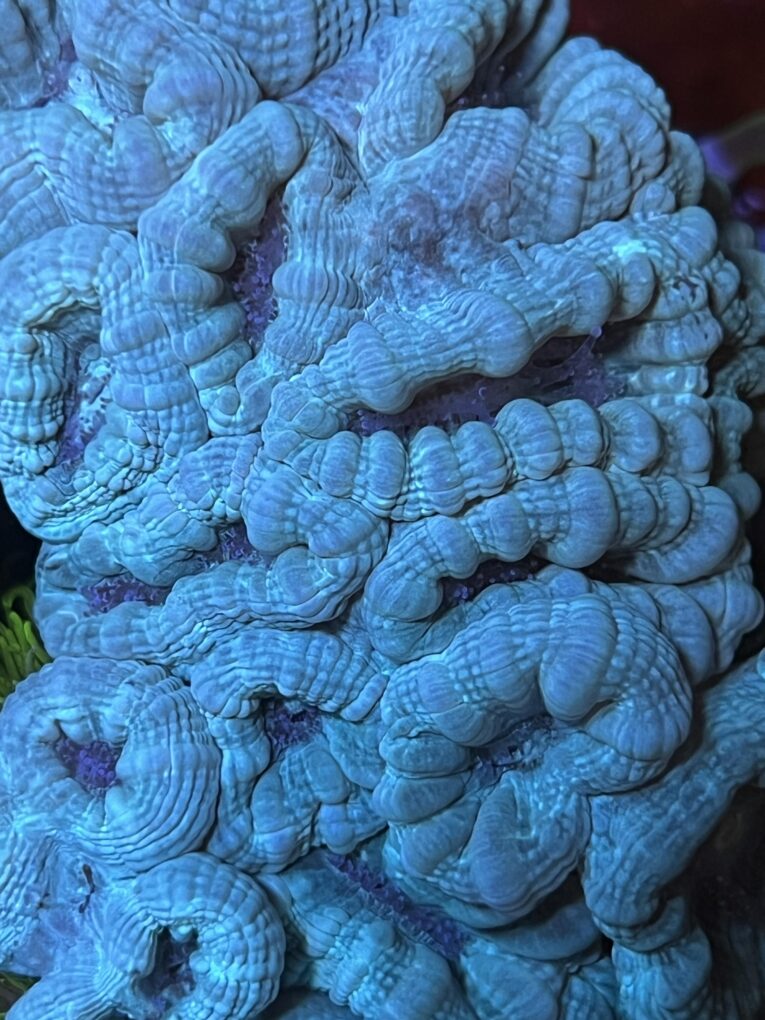 Caulastrea furcata