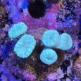 Caulastrea furcata talea