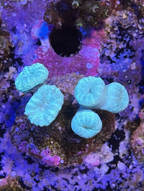 Caulastrea Furcata azzurra