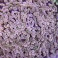 Euphyllia parancora orange