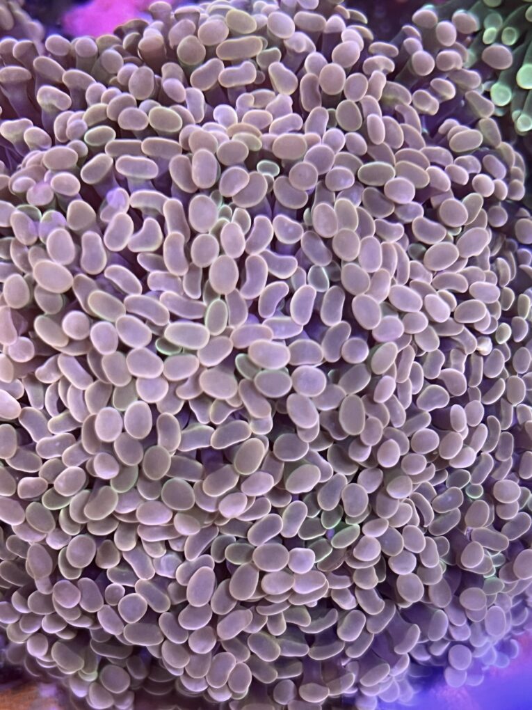 Euphyllia parancora orange