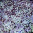 Euphyllia parancora white-gold