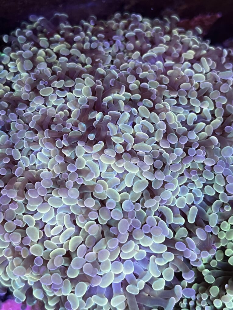 Euphyllia parancora white-gold