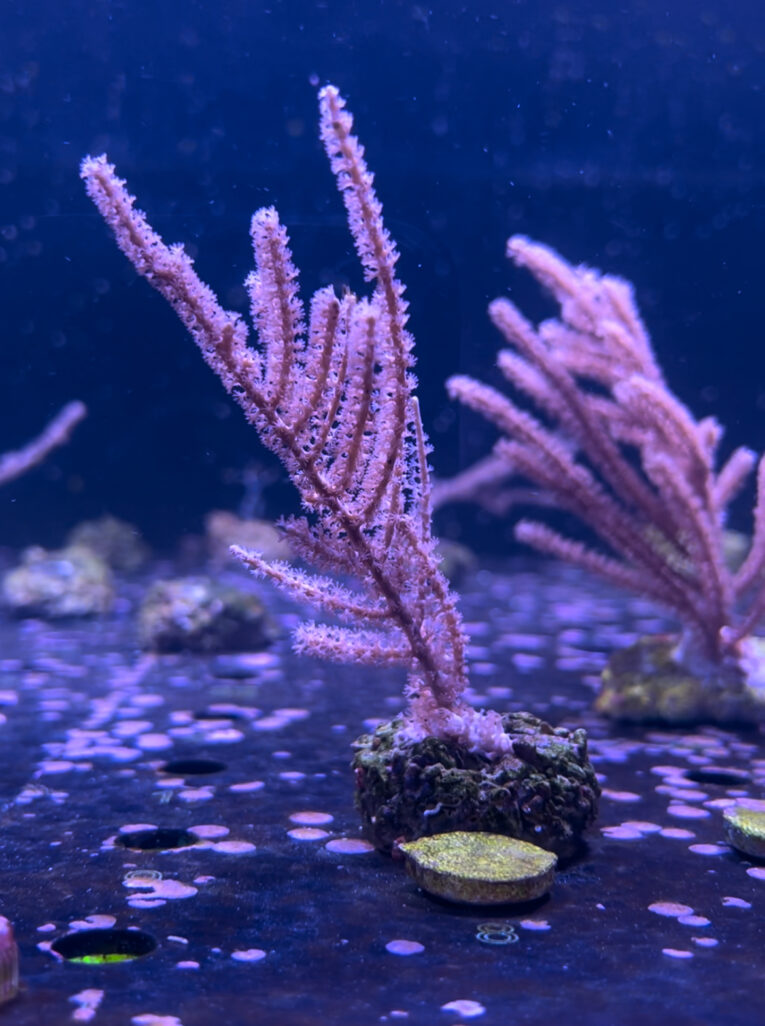 Gorgonia pinnigorgia