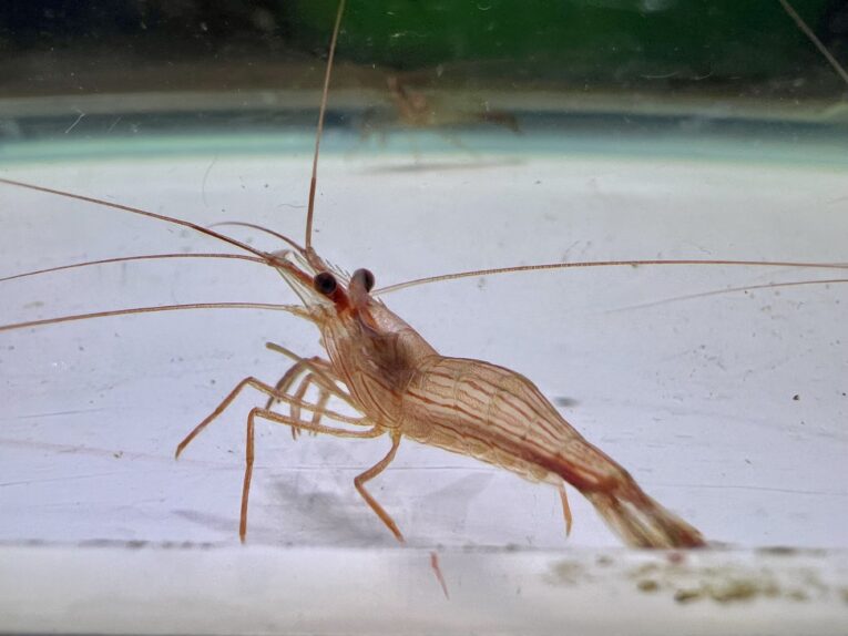 Lysmata wurdemanni