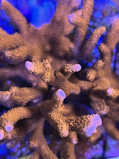 Montipora Red Dragon