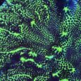 Montipora confusa