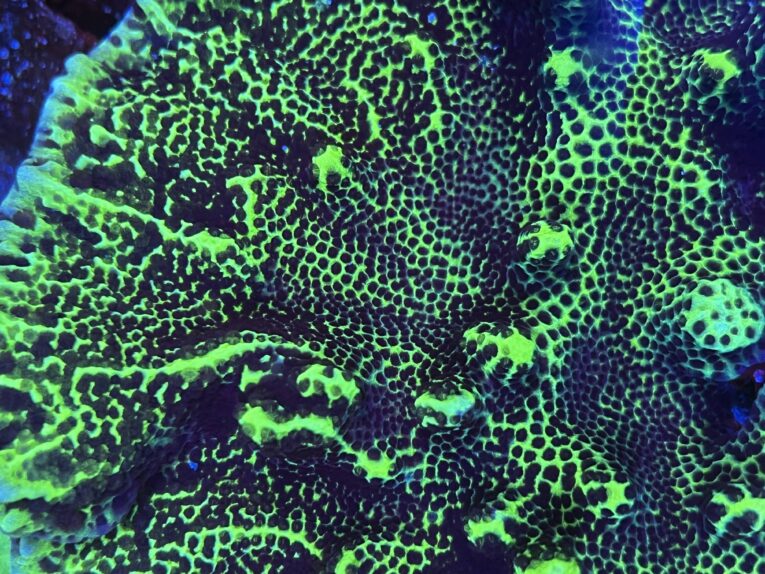 Montipora confusa