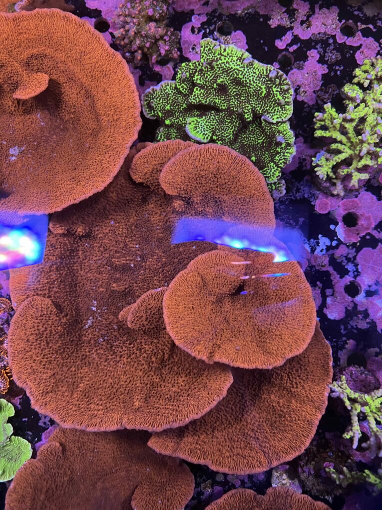 Montipora foliosa rossa