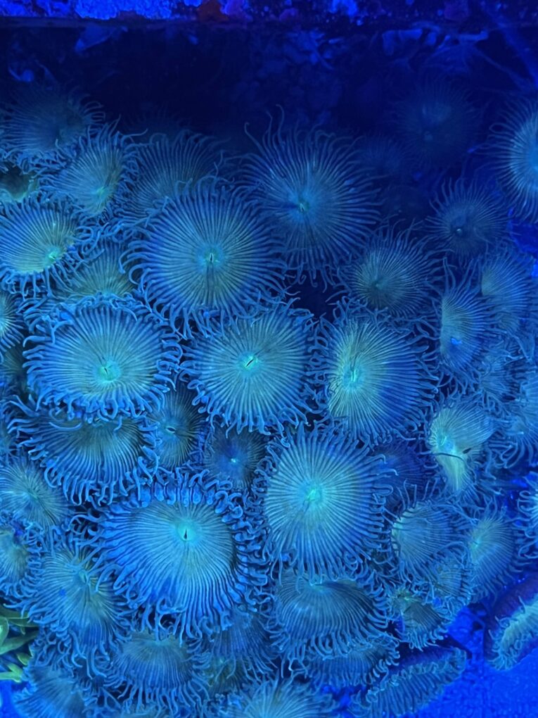 Palythoa