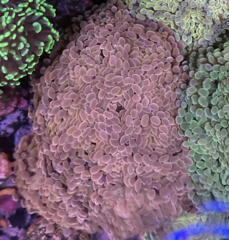 Euphyllia Parancora Orange - 2 Calici