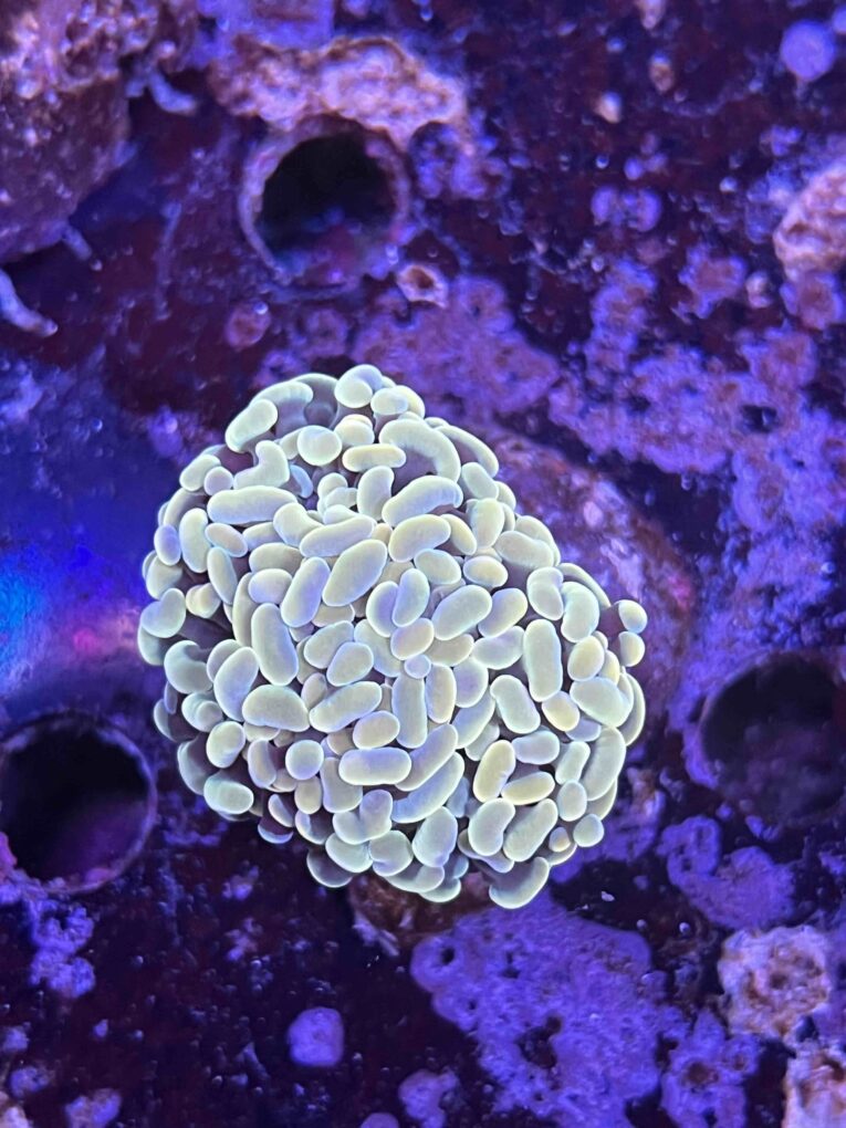 Parancora white-Gold