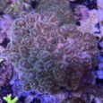 Pocillopora damicornis tricolor