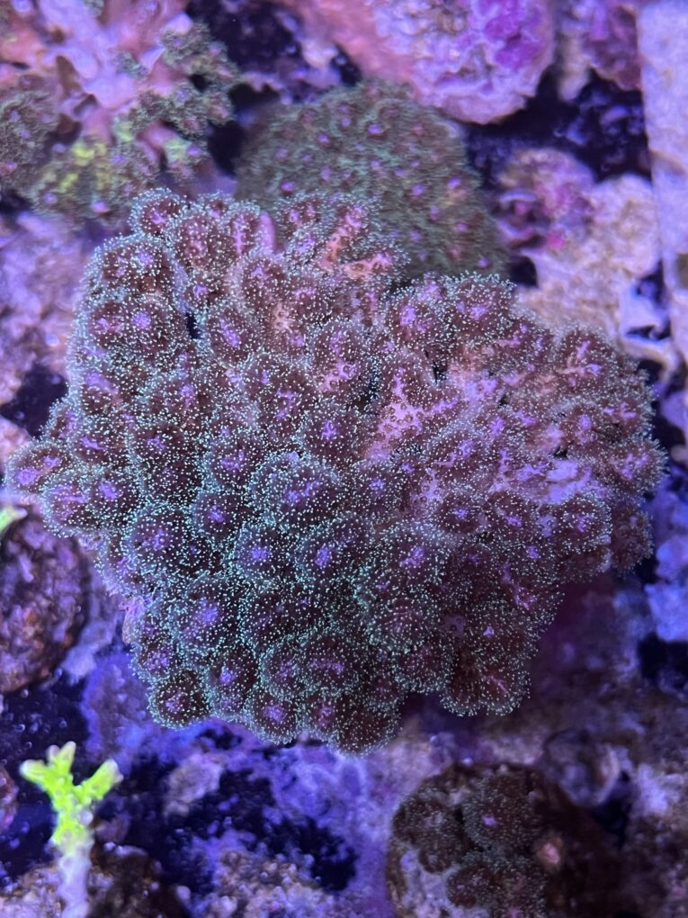 Pocillopora damicornis tricolor