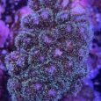 Pocillopora talea