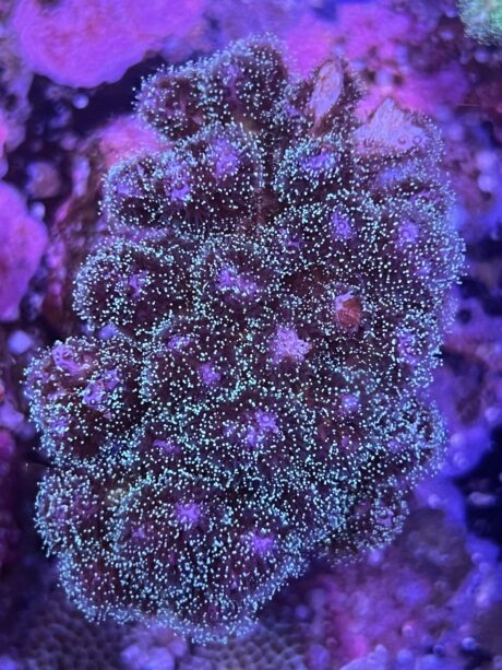 Pocillopora damicornis tricolor