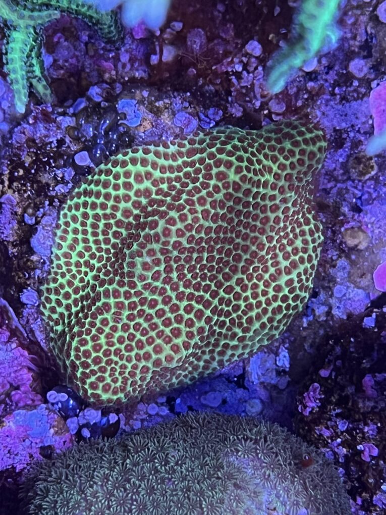 Porites goblin eye
