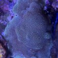 Porites indonesiana 1