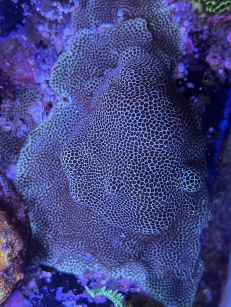 Porites Snakeskin