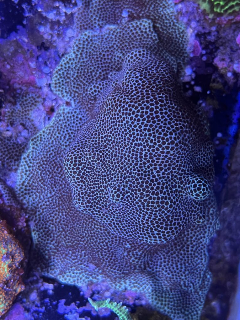Porites indonesiana 1