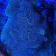 Porites indonesiana