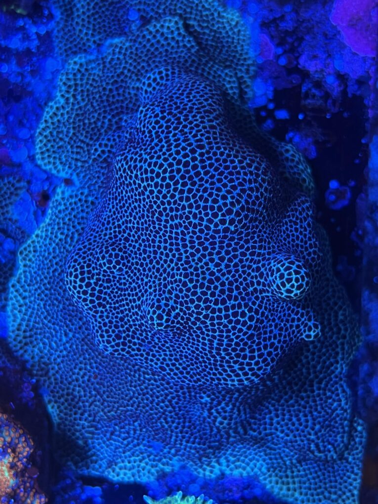 Porites indonesiana