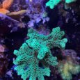 Seriatopora caliendrum talea