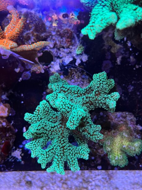 Seriatopora Caliendrum