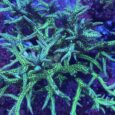 Seriatopora hystrix