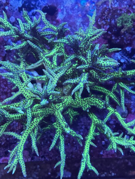 Seriatopora hystrix verde