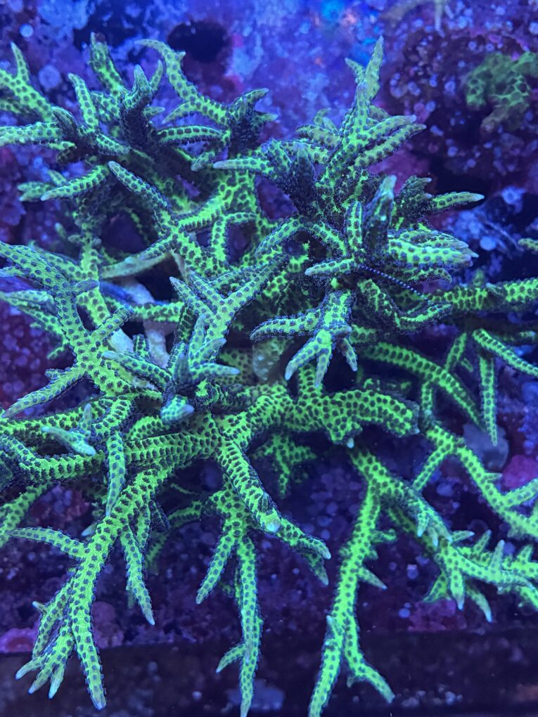 Seriatopora hystrix