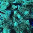 Seriatorpora caliendrum