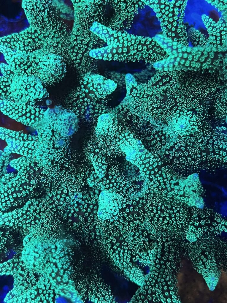 Seriatorpora caliendrum