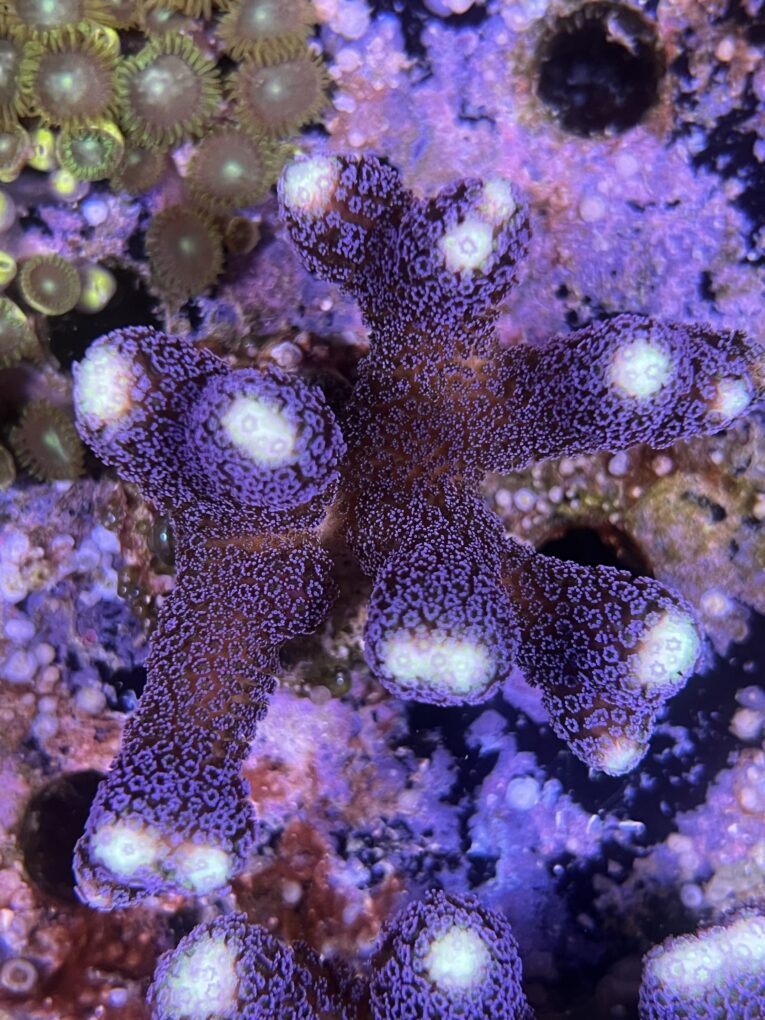 Stylophora Milka