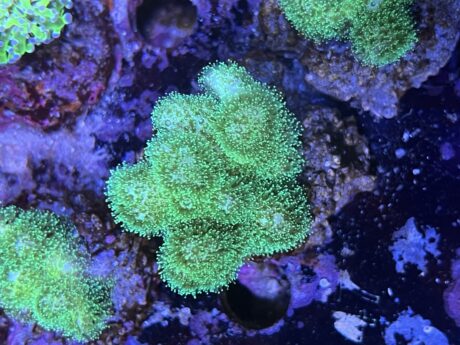 Stylophora pistillata