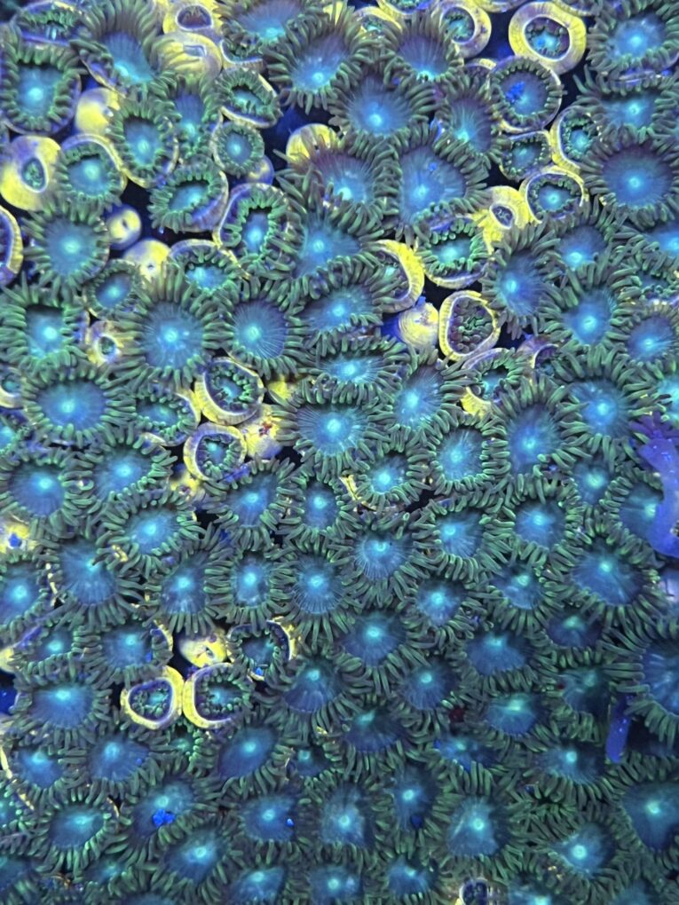 Zoanthus radioactive