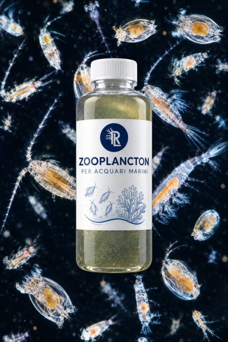 Zooplancton
