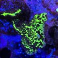 montipora confusa talea