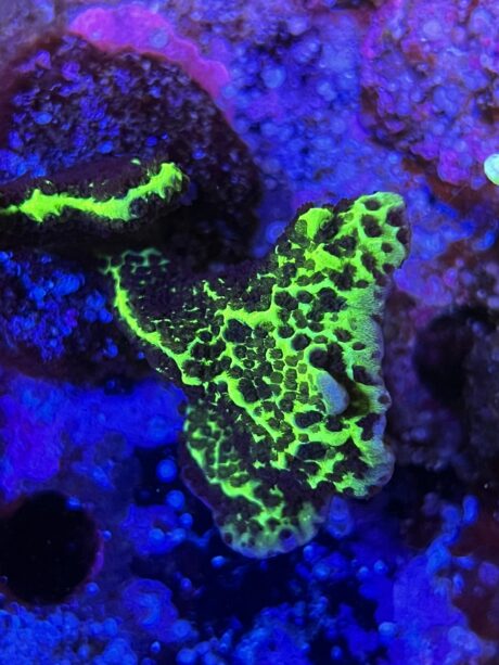 Montipora Confusa