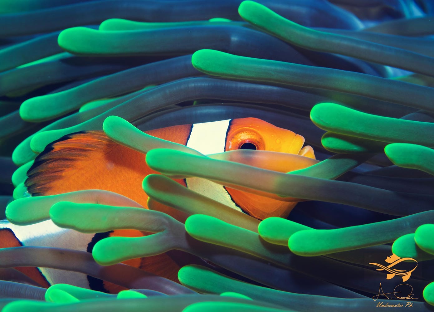 Reeflex